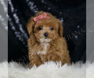 Maltipoo Puppy for sale in WARSAW, IN, USA