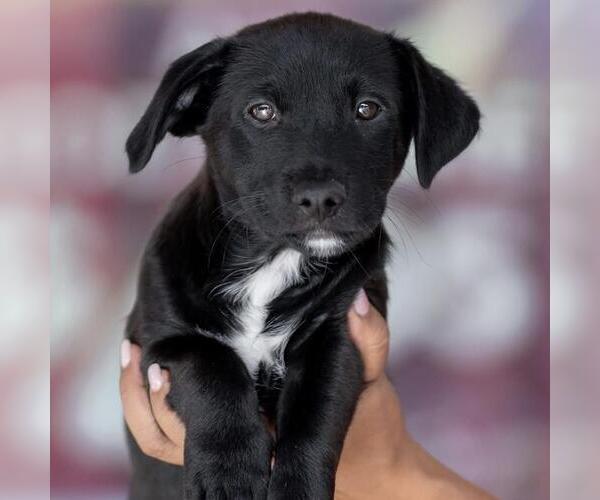 Medium Photo #3 Dachshund-Unknown Mix Puppy For Sale in San Diego, CA, USA