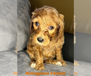 Goldendoodle Puppy for sale in MONTGOMERY, MN, USA