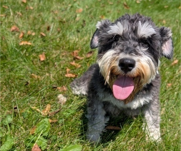 Medium Photo #48 Schnauzer (Miniature) Puppy For Sale in GOSHEN, IN, USA