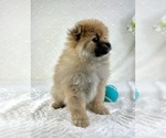 Small #2 Pomeranian