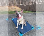 Small #4 American Pit Bull Terrier Mix