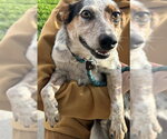 GORDON - Male Mutt Dog for Adoption - Small photo