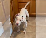 Small #1 American Staffordshire Terrier