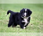 Small Photo #13 Australian Shepherd Puppy For Sale in NEWTON FALLS, OH, USA