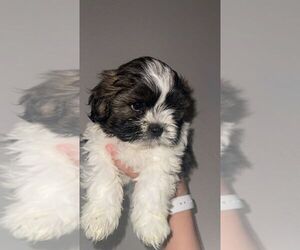 Shih Tzu Puppy for Sale in DALLAS, Texas USA