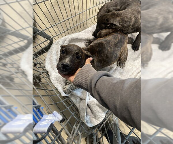 Medium Photo #1 Mutt Puppy For Sale in Tallahassee, FL, USA