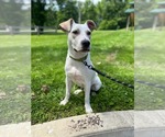 Small #3 American Pit Bull Terrier Mix