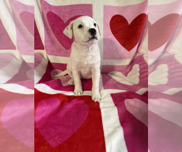 Medium Photo #1 American Pit Bull Terrier-Unknown Mix Puppy For Sale in Hillsboro, MO, USA