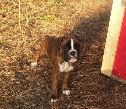 Medium Photo #1 Boxer Puppy For Sale in BLAINE, KY, USA