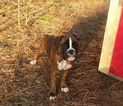 Small Photo #1 Boxer Puppy For Sale in BLAINE, KY, USA