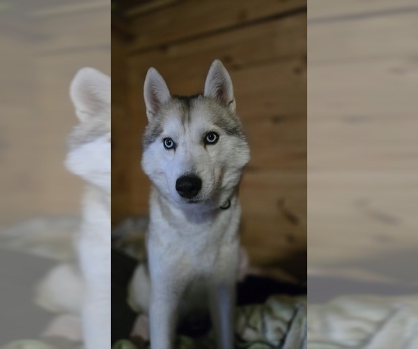 Medium Photo #1 Siberian Husky Puppy For Sale in FORT PLAIN, NY, USA