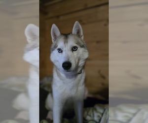 Mother of the Siberian Husky puppies born on 03/12/2025