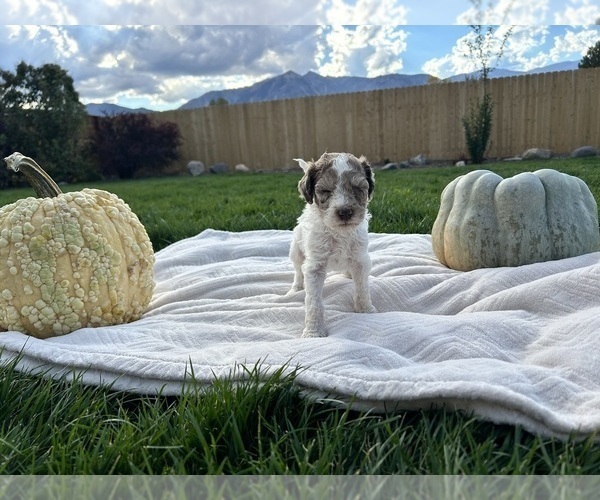 Medium Photo #6 Poodle (Standard) Puppy For Sale in GARDNERVILLE, NV, USA