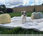 Small Photo #7 Poodle (Standard) Puppy For Sale in GARDNERVILLE, NV, USA