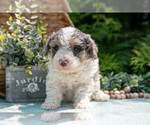 Small Photo #33 Miniature Bernedoodle Puppy For Sale in BREMEN, IN, USA