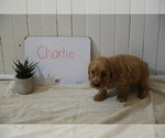 Small Photo #3 Goldendoodle (Miniature) Puppy For Sale in SHIPSHEWANA, IN, USA