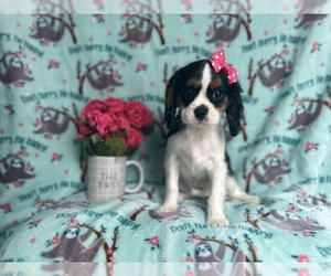 Cavalier King Charles Spaniel Puppy for sale in LAKELAND, FL, USA