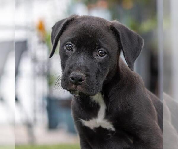 Medium Photo #2 Labrador Retriever-Unknown Mix Puppy For Sale in San Diego, CA, USA