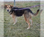 Small Photo #2 Collie-German Shepherd Dog Mix Puppy For Sale in Huntley, IL, USA