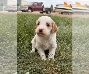 Miniature Bernedoodle Puppy for sale in LONGMONT, CO, USA