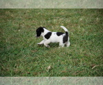 Small Photo #5 Jack Russell Terrier Puppy For Sale in APPLE GROVE, WV, USA