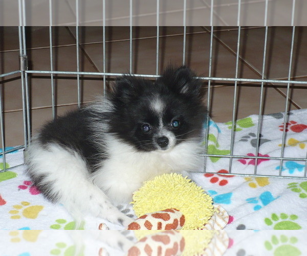 Medium Photo #1 Pomeranian Puppy For Sale in ORO VALLEY, AZ, USA