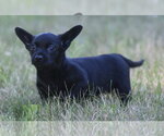 Small #5 Chihuahua