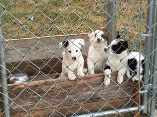 Australian Cattle Dog-Unknown Mix Puppy for sale in ROCHESTER, WA, USA
