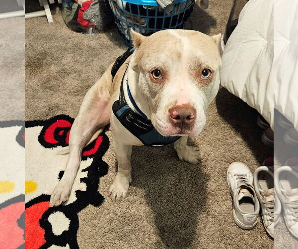 Medium Photo #10 American Staffordshire Terrier-Unknown Mix Puppy For Sale in Tampa, FL, USA