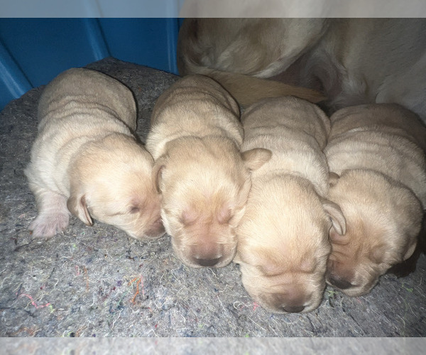 Medium Photo #2 Labrador Retriever Puppy For Sale in BRISTOL, VA, USA
