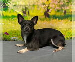 Small #2 Chihuahua Mix