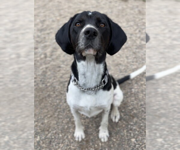 Medium Photo #3 Mutt Puppy For Sale in Bemidji, MN, USA