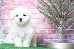 Small Photo #1 Maltese Puppy For Sale in BEL AIR, MD, USA
