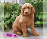 Small Photo #1 Goldendoodle Puppy For Sale in LEOLA, PA, USA