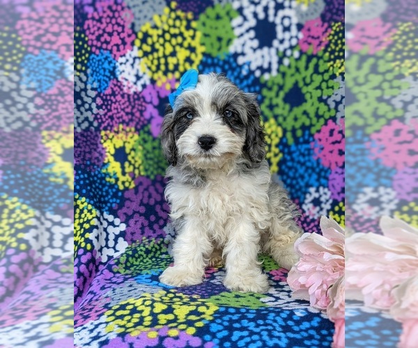 Medium Photo #4 Cavapoo Puppy For Sale in KINZERS, PA, USA