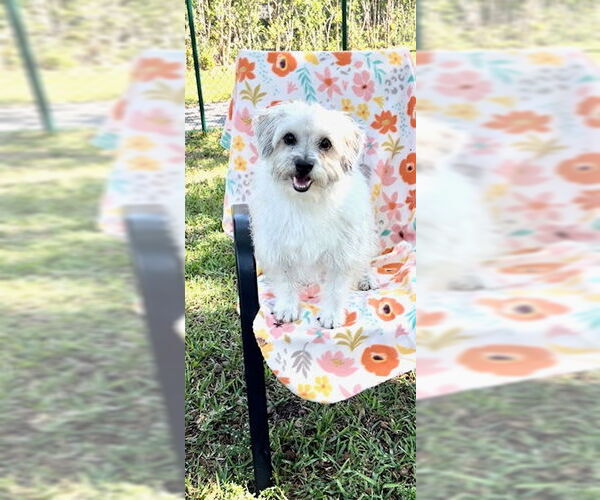 Medium Photo #8 Mal-Shi Puppy For Sale in Weston, FL, USA