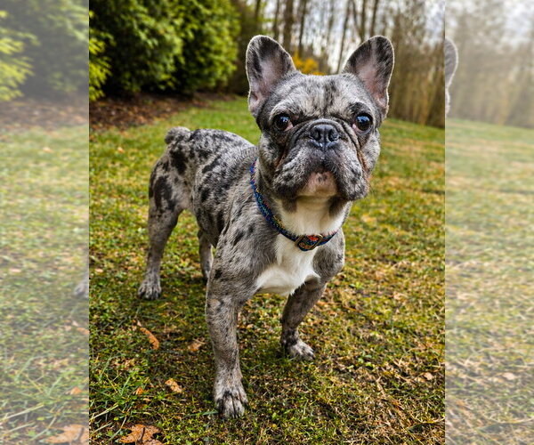 Medium Photo #1 French Bulldog Puppy For Sale in Westminster, MA, USA