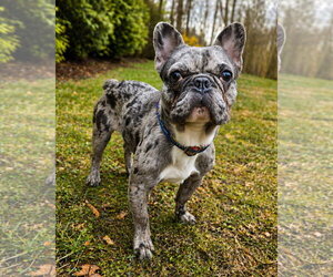 French Bulldog Dogs for adoption in Westminster, MA, USA