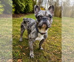 Small French Bulldog