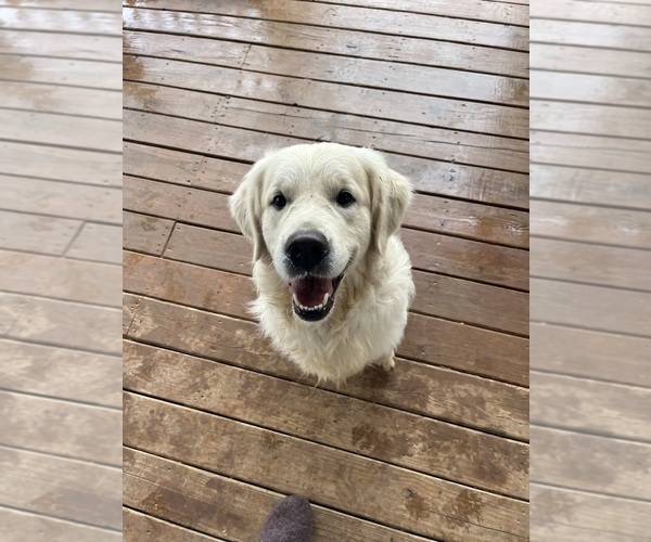 Medium Photo #1 English Cream Golden Retriever Puppy For Sale in WHITE HOUSE, TN, USA