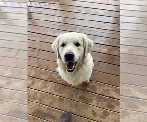 Father of the English Cream Golden Retriever puppies born on 02/10/2025