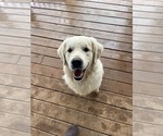 Small Photo #1 English Cream Golden Retriever Puppy For Sale in WHITE HOUSE, TN, USA