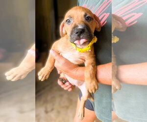 Mutt Dogs for adoption in Jackson, MS, USA