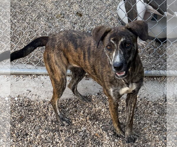 Medium Photo #2 Plott Hound-Unknown Mix Puppy For Sale in Oakhurst, NJ, USA