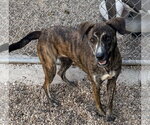 Small Photo #2 Plott Hound-Unknown Mix Puppy For Sale in Oakhurst, NJ, USA