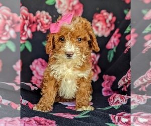 Poodle (Miniature) Puppy for sale in KIRKWOOD, PA, USA