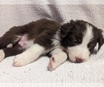 Puppy Teddy Border Collie