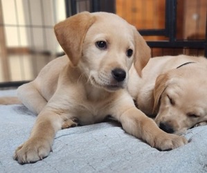 Labrador Retriever Puppy for sale in STEVENSVILLE, MT, USA