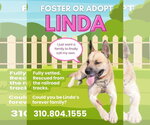LINDA - Female Akita-German Shepherd Dog Mix Dog for Adoption - Small photo